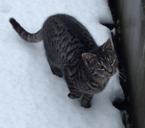 kito