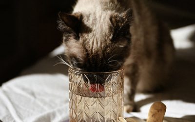 Drinkt uw kat genoeg?
