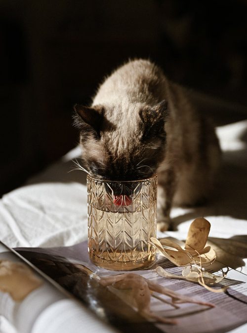 Drinkt uw kat genoeg?