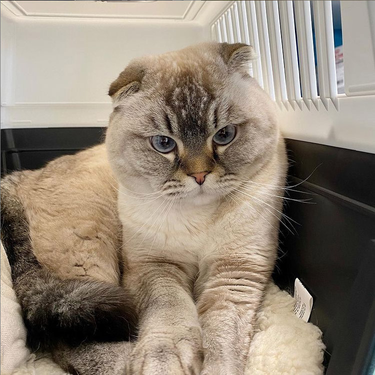 Vetcare_center