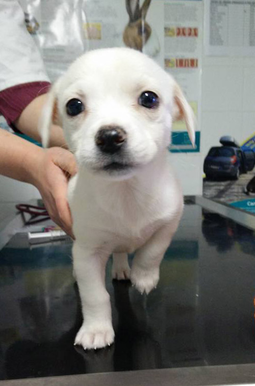 Vetcare_center