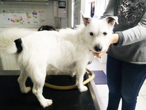 Vetcare_center