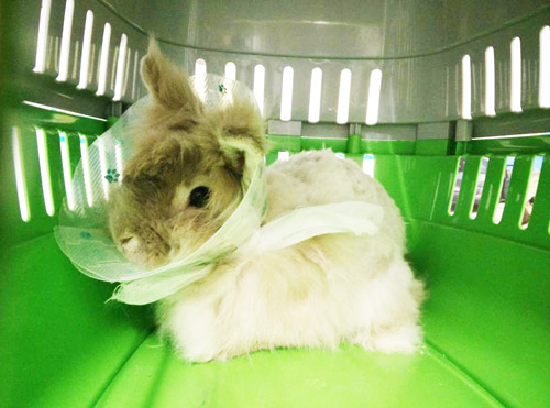 Vetcare_center
