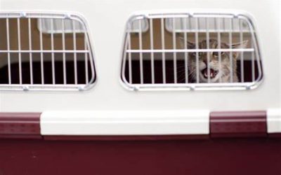 10 slimme tips om uw kat naar de dierenartsenpraktijk te vervoeren
