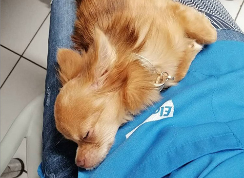 Vetcare_center