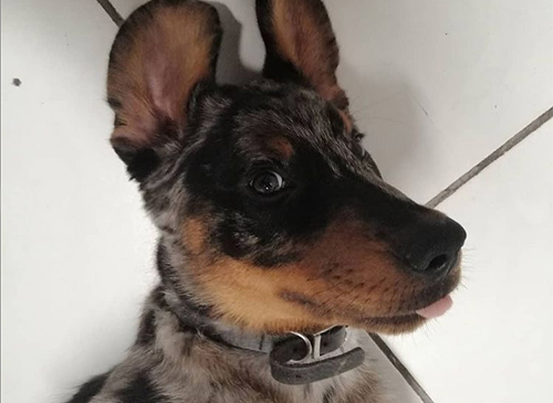 vetcare_center