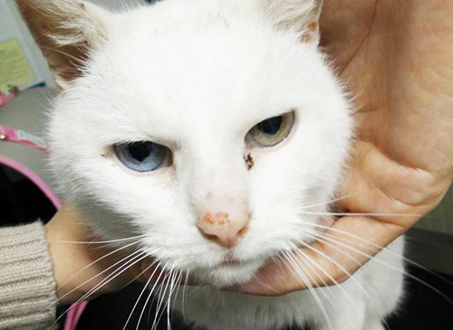 Vetcare_center