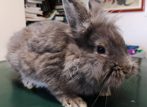 vetcare_center