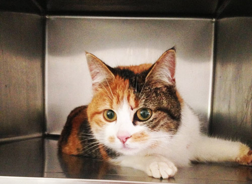 Vetcare_center