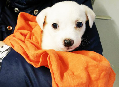 vetcare_center