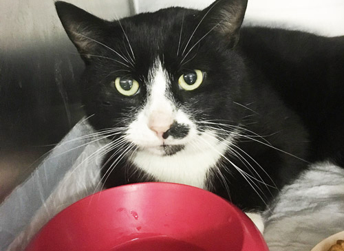 Vetcare_center