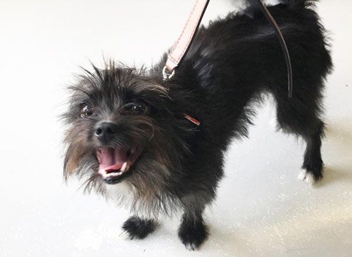 Vetcare_center