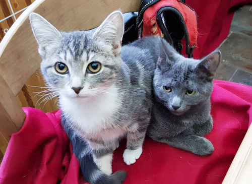 Vetcare_center