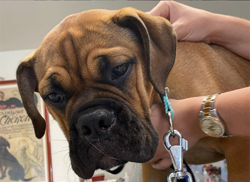 vetcare_center