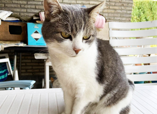 Vetcare_center