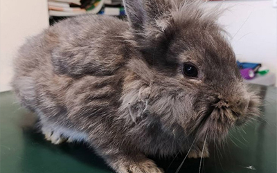 Vetcare_center5